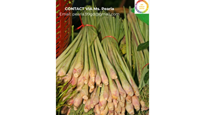 สมุนไพรตะไคร้ออร์แกนิกสดจากเวียดนามสำหรับชาใช้ทำอาหาร - Product Image 4