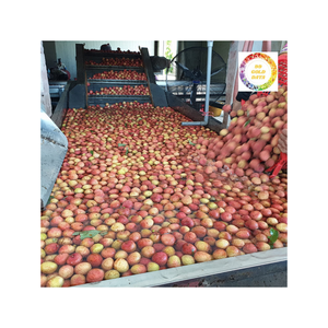 Litchi congelé du Vietnam avec texture juteuse et douceur naturelle emballé sous vide et idéal pour les marchés mondiaux - Product Image 4