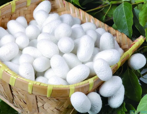 100% Natural Silk Cocoon Facial Exfoliators-Premium Grade for Cleansing, Smoothing Skin Texture, and <b>Enhancing</b> Radiance - Product Image 5