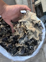 Premium Gedroogde Zwarte Schimmel Vietnam Leverancier Hout Oor Paddestoel Bulk Groothandel Hoge Kwaliteit Voor Export En Koken