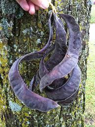 Semilla Honeylocust - Product Image 2