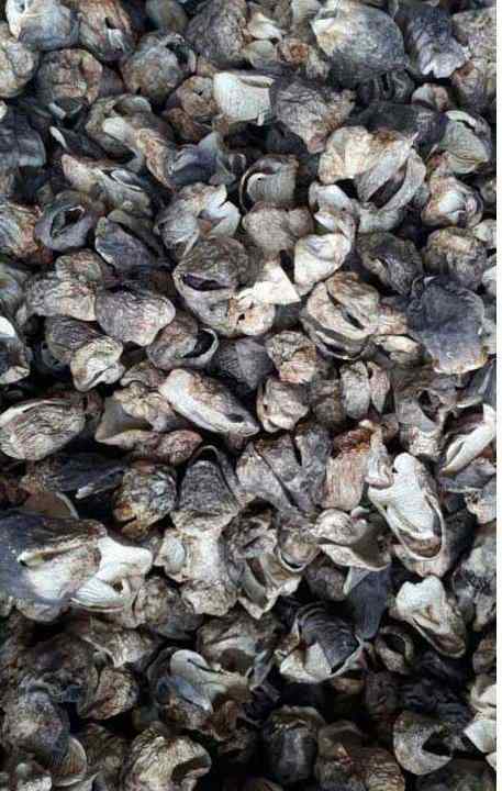 RICH in NUTRIRIENT DRIED STRAW MUSHROOM - High Quality Product From Vietnam - Agricultural Products Rich in Nutrients