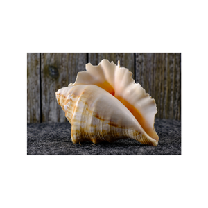 Conjunto decorativo de conchas marinas de playa para favores de fiesta decoración de boda centro de mesa tema costero celebración eventos - Product Image 3