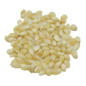 Maíz seco blanco con precio competitivo - Product Image 3