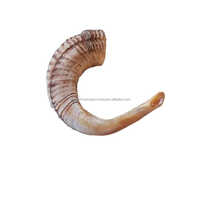 Corne de mouton Corne naturelle de Shofar de bélier à des fins religieuses juives Cornes de Shofar de Ram de meilleure qualité par WONDER OVERSEAS