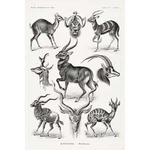 Affiche artistique de l'antilope d'Ernst Haeckel, formes de la nature, imprimée sur toile en résine pour décoration murale ou peinture animale DIY - Product Image 1