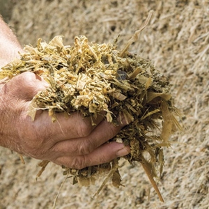 ชานอ้อยหมักและผงชานอ้อยสำหรับอาหารสัตว์ ราคาดีที่สุด - Product Image 6