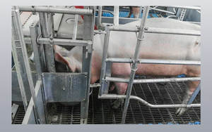 Hengyin Nouveau Sol en fonte personnalisé de haute qualité pour élevage de porcs, équipement populaire pour porcherie, pour truies, 600*600mm/600*700mm Noir 1 - Product Image 4