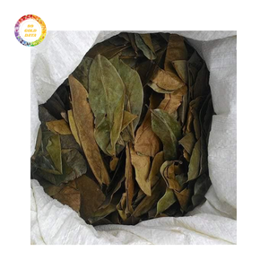 ใบ soursop graviola แห้งบริสุทธิ์-คุณภาพดีเยี่ยมในราคาต่ำ - Product Image 5