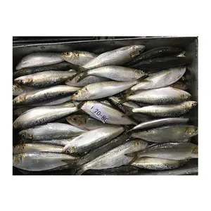 Cina seluruh bulat umpan Sardines beku dalam jumlah besar IQF laut beku Sardine ikan untuk dijual