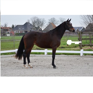 Fabricante de brida de caballo snaffle de doma anatómica, brida de cuero snaffle de cuero indio genuino para caballos - Product Image 6