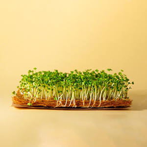 แผ่นรองพื้นอัดแข็งขนาดเล็กแบบย่อยสลายได้,แผ่นสำหรับปลูกต้นไม้สีเขียวไมโครเพื่อย่อยสลายได้ทางชีวภาพ - Product Image 4