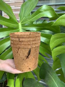 VENTA DE FÁBRICA DE COCO ECOLÓGICO CESTA DE FIBRA DE COCO PARA SIEMBRA TAMAÑO PERSONALIZADO PRECIO BARATO DE ECO2GO VIETNAM - Product Image 3