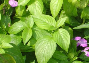 MAGENTA PLANT POWDER <b>Purple</b> <b>Coloring</b> Culinary Ingredient for Traditional <b>Foods</b> Desserts and Natural Beverage <b>Coloring</b> - Product Image 3