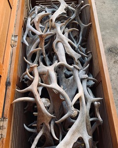 Poudre naturelle d'antennes de cerf, d'elk et de mouflon, provenant du bétail, pour chiens - Product Image 3