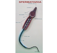 Modèle de spermatozoïdes radicaux (en fibre de verre) représentant la structure détaillée d'une cellule de sperme humaine, divisable en deux moitiés, OEM