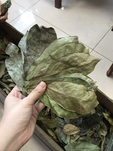 Gran oferta, proveedor completo, hojas secas de Guanábana/hoja de Graviola de alta calidad de Vietnam - Product Image 5