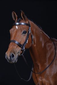 Hunt Cavesson Bridle Vente en gros nouvelle bride en cuir de haute qualité pour cheval en cuir noir de qualité supérieure pour cheval - Product Image 2