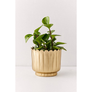 Jardinière et pots de fleurs en laiton massif faits à la main Nouveau look Qualité exclusive Jardinière et pots de fleurs métalliques de forme ronde d'Inde - Product Image 3