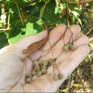 เมล็ดไม้แบสวู้ดอเมริกัน - Product Image 1