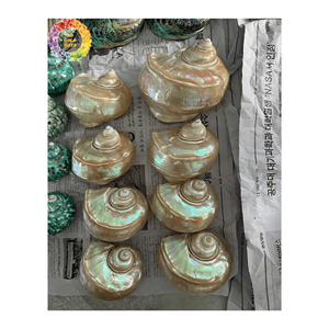 Coquillages décoratifs Turbo Burgess polis à la perfection du Vietnam, idéaux pour la décoration, disponibles en différentes tailles - Product Image 3