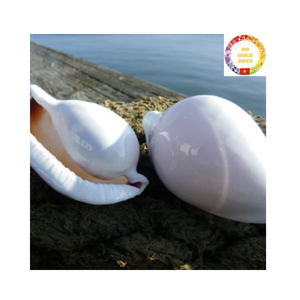 Conchas de cauri blancas secas y limpias de Vietnam, venta al por mayor de conchas marinas de alta calidad para decoración de bodas y arte costero - Product Image 5