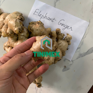 Gingembre de Qualité Supérieure (Elephant Ginger/Jengibre/Saenggang) - 100% Cao Bang Vietnam, Origine Vietnam, Sac en filet de 20 kg, Carton - Disponible en usine - Product Image 5