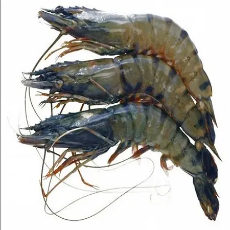 Замороженные свежие креветки, морепродукты, черный тигр, креветка, OEM, упаковка, упаковка, полка без головы, тип происхождения, место для жизни