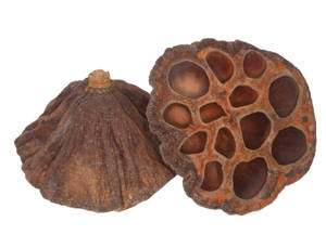 COSSE DE GRAINES DE LOTUS NATUREL POUR BUNNY - Product Image 2