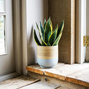 Ethically-Sourced Sustainable <b>Bamboo</b> Planter for Home Use - Product Image 2