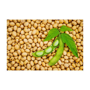 Soja en vrac séché biologique de haute qualité avec OGM et soja sans OGM à vendre - Product Image 6