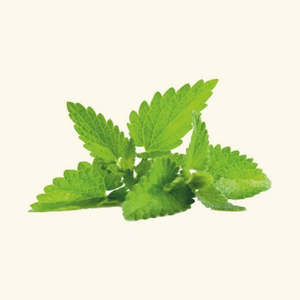 น้ำมันกลิ่นมิ้นท์ วัตถุแต่งกลิ่นคุณภาพสูง - Product Image 2