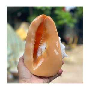 Concha Marina Pulida de Arte Popular Rústico Ecológico Vietnamita Directamente de Vietnam Artesanía Natural Concha de Vieira - Product Image 3