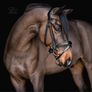 Fabricant de bride en cuir de cheval, nouvelle conception de bride en cuir roulé, couleur noir et marron - Product Image 5