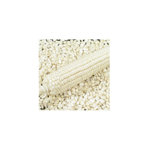 Maíz blanco de grado 2, maíz blanco no GMO apto para consumo humano y origen de alimentación Animal - Product Image 6