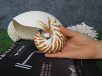 Coquille de Nautilus à chambre de tigre, coquille de conque naturelle pour l'affichage, décoration de la maison de plage, collection rare d'océan, décoration de mariage côtier