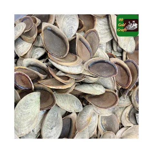 Doğal ucuz deniz kabukları Triton kabuk anne inci Abalone/kraliçe Conch büyük boyutları/nadir Operculum Seashell Vietnam 99GD