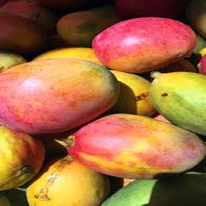 Mangues fraîches de variété Alphonso en stock – Vente rapide, livraison rapide, prix bas, achat en gros, sucrées, naturelles, exportation mondiale - Product Image 5