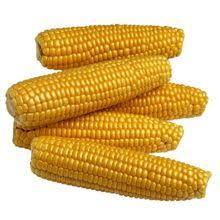 Grande qualité d'aliment pour animaux de maïs jaune d'Argentine disponible pour l'exportation - Product Image 5