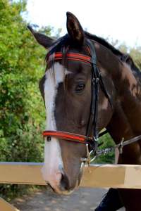 Brida Equipride Acolchada y Cómoda con Diamantes, Tamaño Completo, Color Naranja, Brida para Caballo de Cuero Genuino de Alta Calidad - Product Image 5