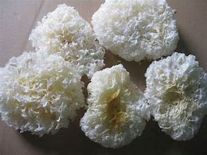 HONGO BLANCO SECO TODO NATURAL PARA EL SISTEMA INMUNE QUE IMPULSA LA COCINA SALUDABLE ETIQUETA LIMPIA PRODUCTO LISTO PARA USAR - Product Image 3