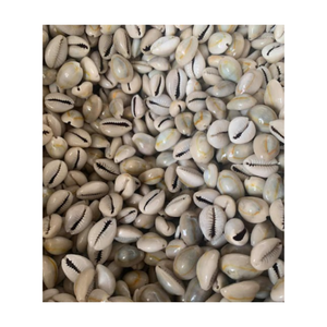 Pendentif conque en coquille naturelle Multi Styles Coquillages blancs naturels Charm Coquillages en coquille plaqué DIY - Product Image 1