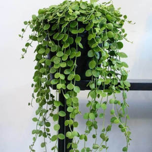 Dichondra Repens Oreja De Ratn - Plante décorative en plastique - Product Image 1