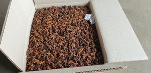 Anis étoilé de qualité supérieure du Vietnam Processus de séchage à prix économique avec goût épicé Mélangé en usine - Product Image 2