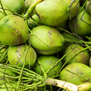 Coco Fresco de Primera Calidad, 12-15 cm, de Agua Dulce, Semi-Descascarado, Agrícola, de Vietnam, Fruta Subtropical, Coco Joven Madurado - Product Image 4