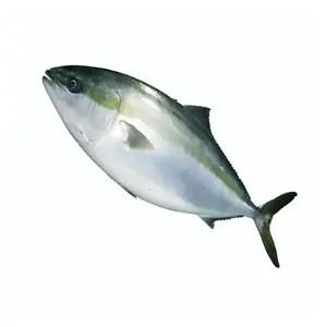Japanese High Quality Frozen Fillet Fish Suppliers Seafood Export