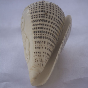 Conus coquille sculpture bouddha ornement Style SEASHELL BIJOUX avec des motifs bouddha et animaux Technique brute Style religieux - Product Image 5