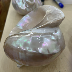 วัสดุตกแต่งเปลือกหอย Fusinus ธรรมชาติสำหรับงานฝีมือในการแสดงสุดสร้างสรรค์พร้อมพื้นผิวขัดเงาจากแหล่งทางทะเลของเวียดนาม - Product Image 2