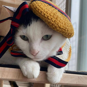 Conjunto de gorro y bufanda de ganchillo Acki, nuevo, con lazo, de plástico, deportivo, con patrón de calabaza de Halloween, para las cuatro estaciones, unisex para adultos y mascotas. - Product Image 3