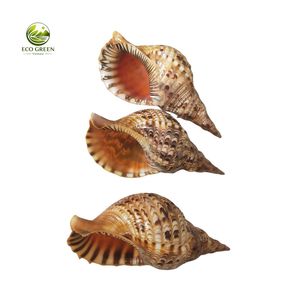 Concha de Trompeta de Tritón Natural, Concha de Charonia Tritonis Grande, Conchas Marinas al por Mayor para Regalos Náuticos y Recuerdos - Product Image 2